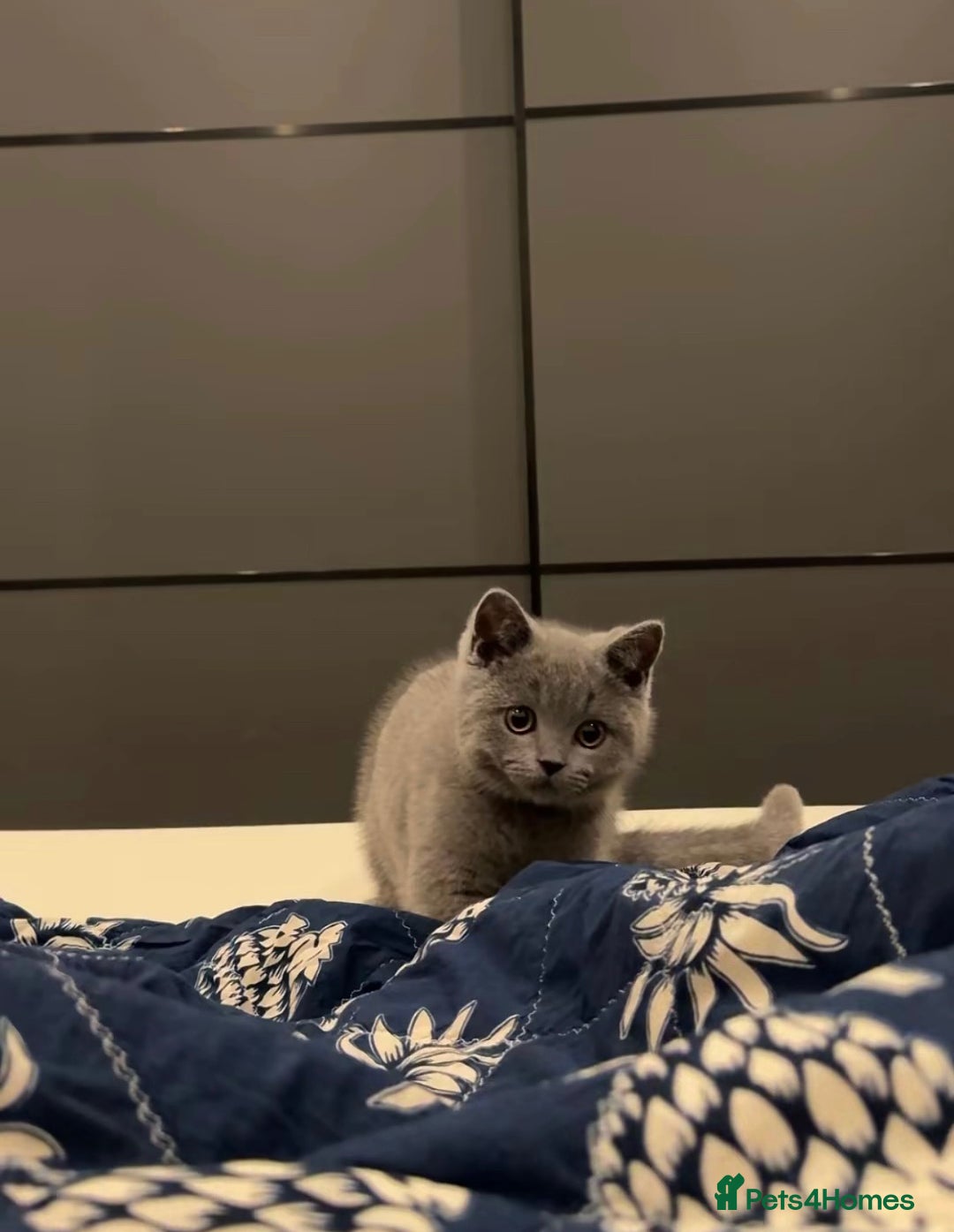 British Shorthair cats for sale: Grey British shorthair kitten for sale. - Image 5
