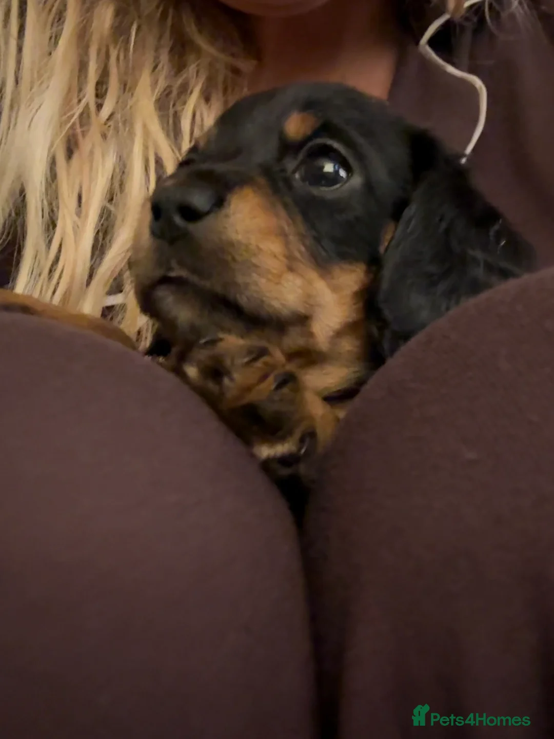 Mixed Breed dogs for sale: Doxiepoos - Advert 8