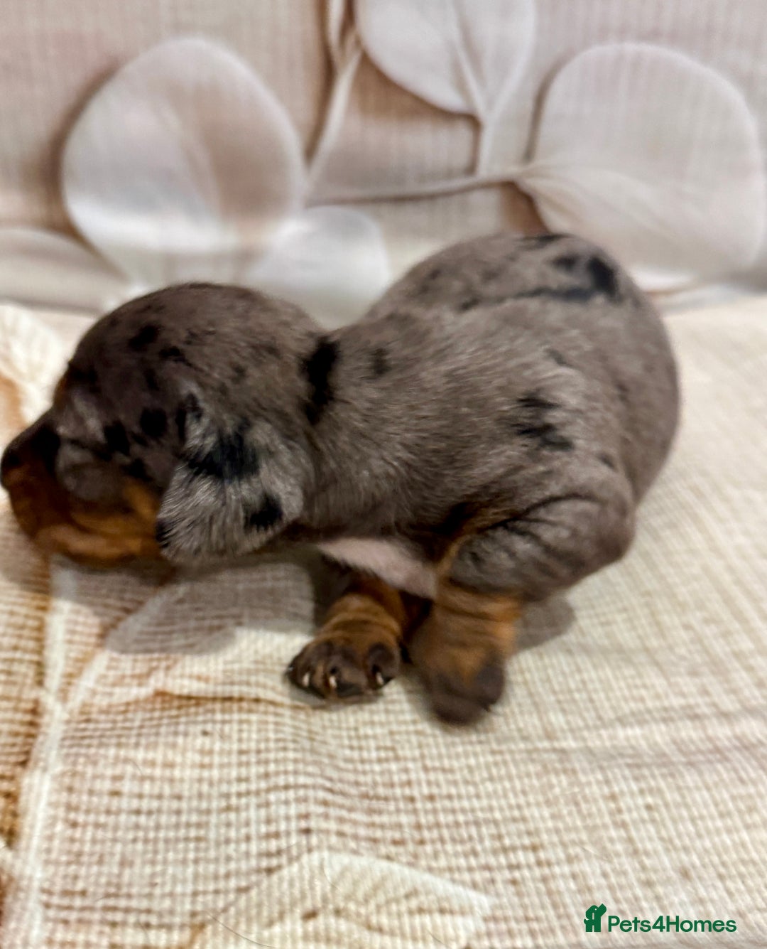 Miniature Dachshund dogs for sale: Mini dachshund puppies KC registered, DNA tested - Advert 37