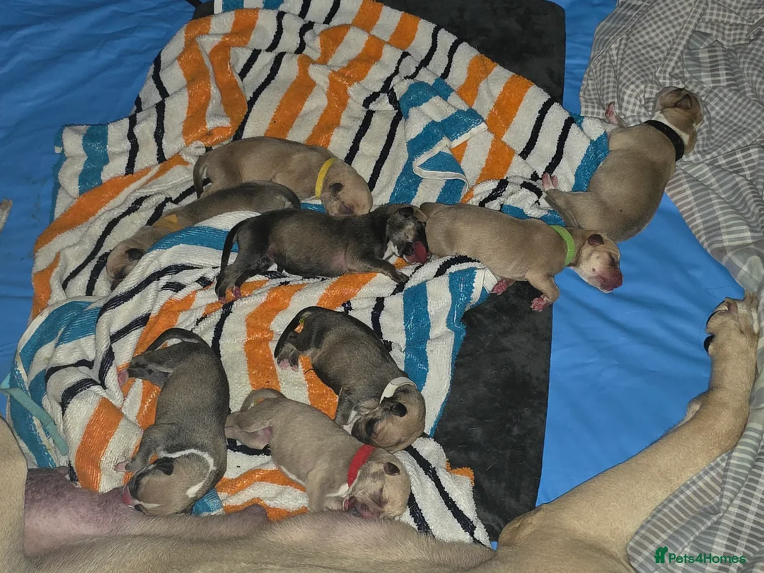 Mixed Breed dogs for sale: American Bulldog Cross Puppies – NOT XL Bullies - Advert 1