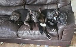 Mixed Breed dogs for sale: Snoop - Border Collie X German Shepherd  - Image 12