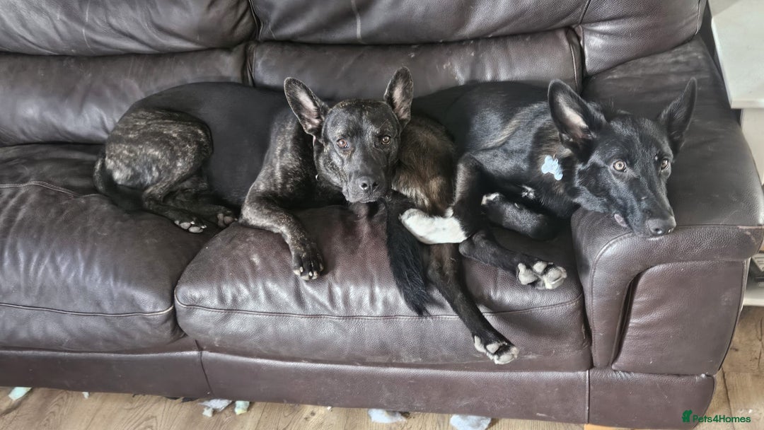 Mixed Breed dogs for sale: Snoop - Border Collie X German Shepherd  - Image 12