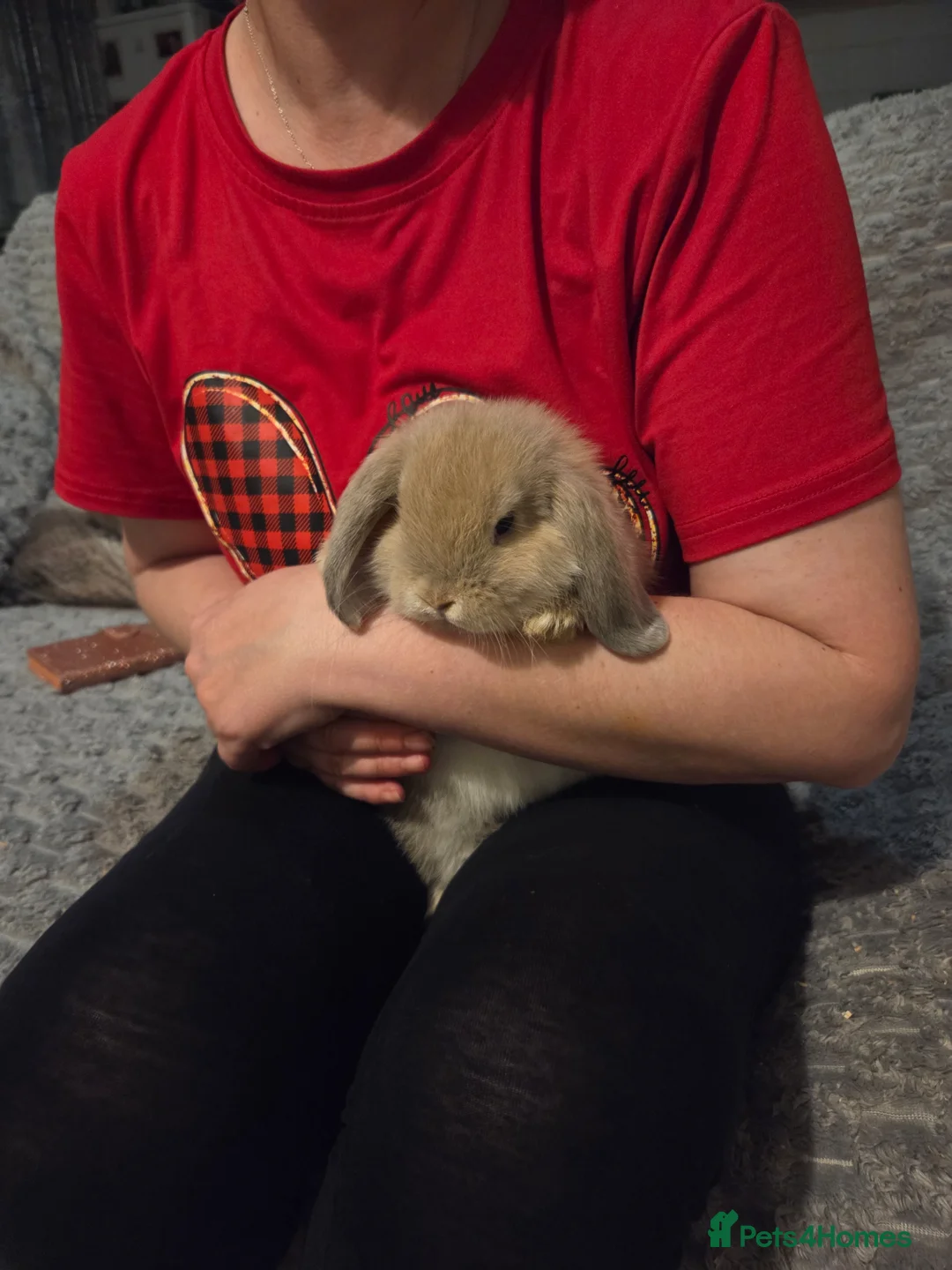 Mini Lop rabbits for sale: Buck mini lop bunny ready to leave now - Advert 2