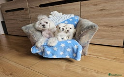 Maltese dogs for sale: KC Korean Maltese Terrier Puppies - Image 24