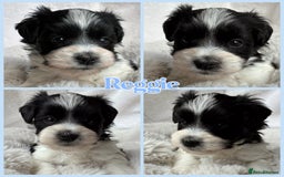 Miniature Schnauzer dogs for sale: MAC/BVA CLEAR - ONE MEGACOATED BLACK GIRL  - Image 20