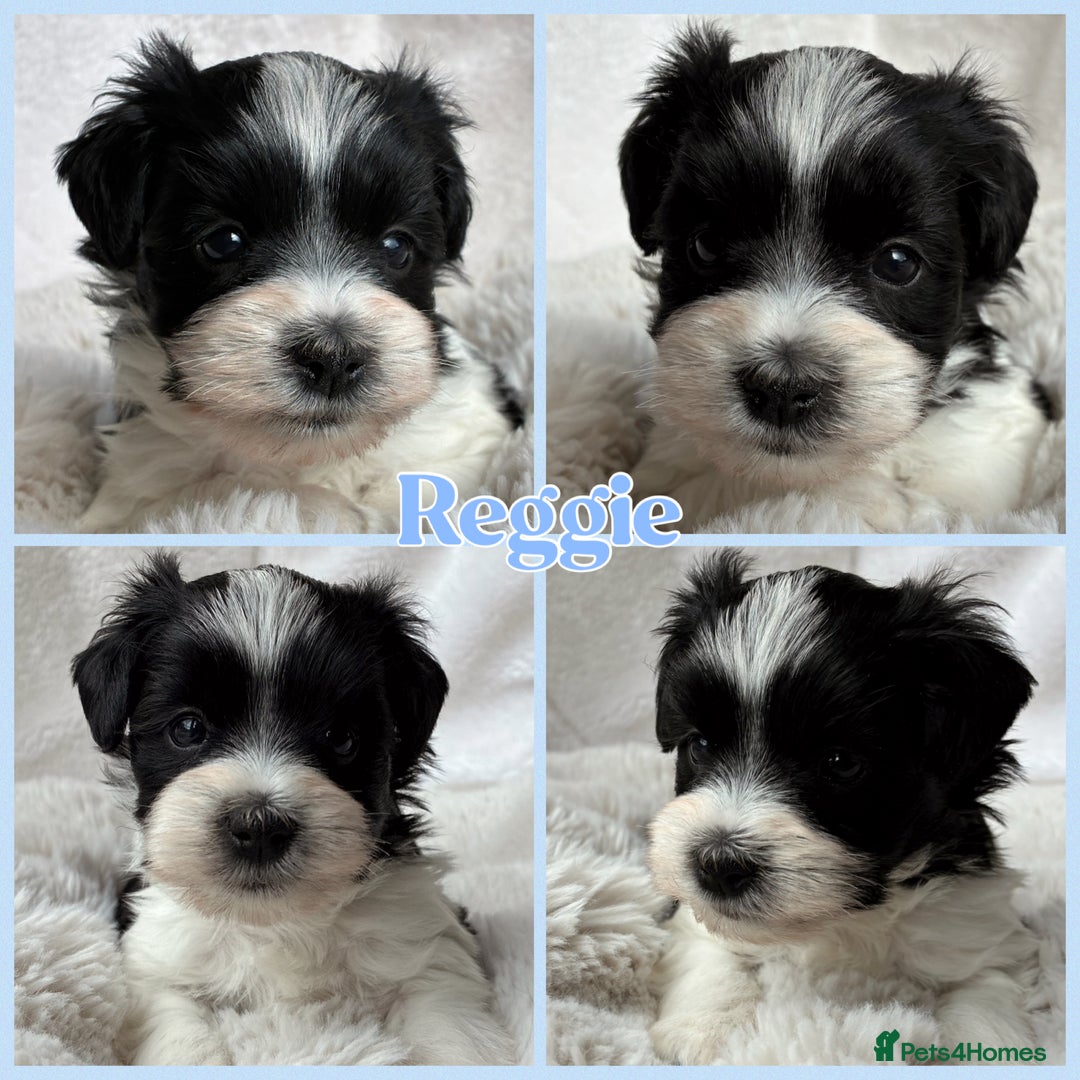 Miniature Schnauzer dogs for sale: MAC/BVA CLEAR - ONE MEGACOATED BLACK GIRL  - Image 20