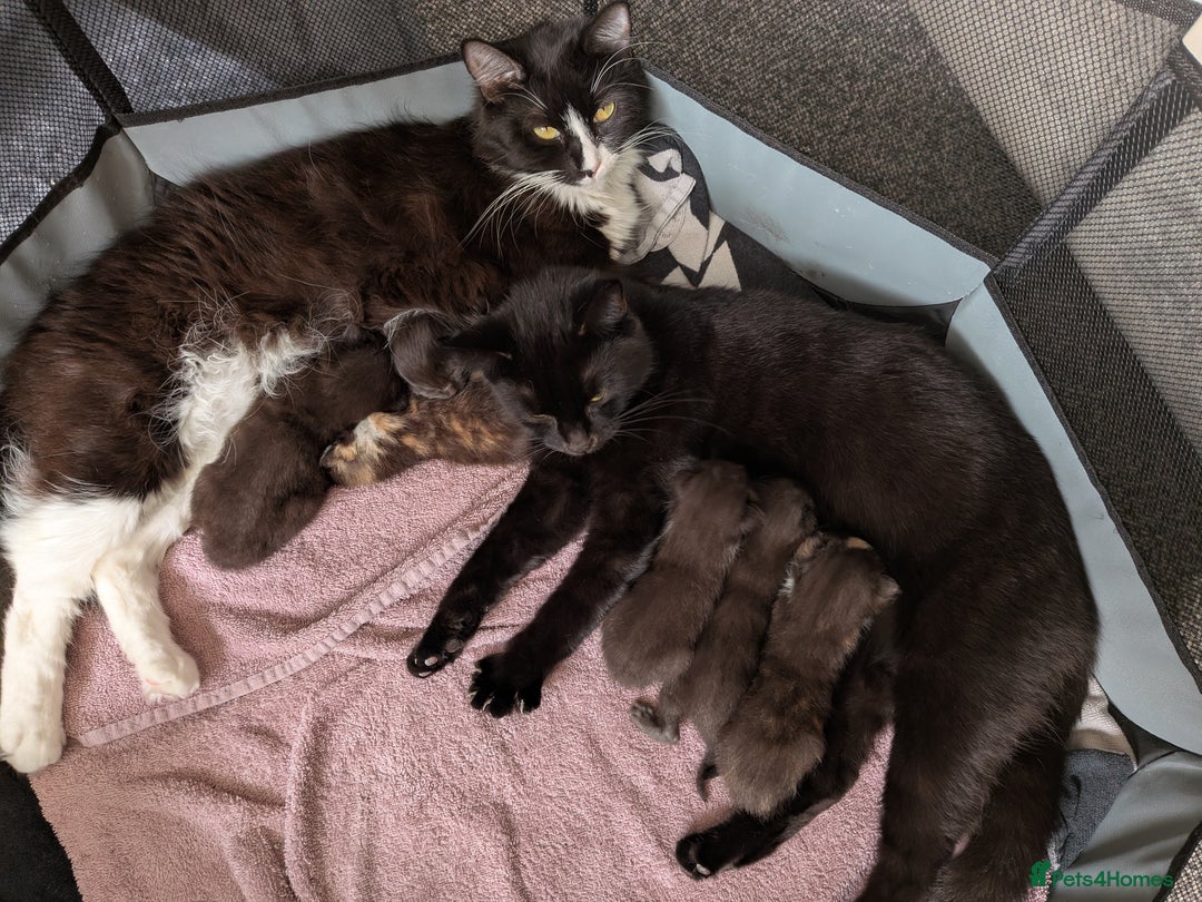 Mixed Breed cats for sale: Beautiful kittens  - Image 9