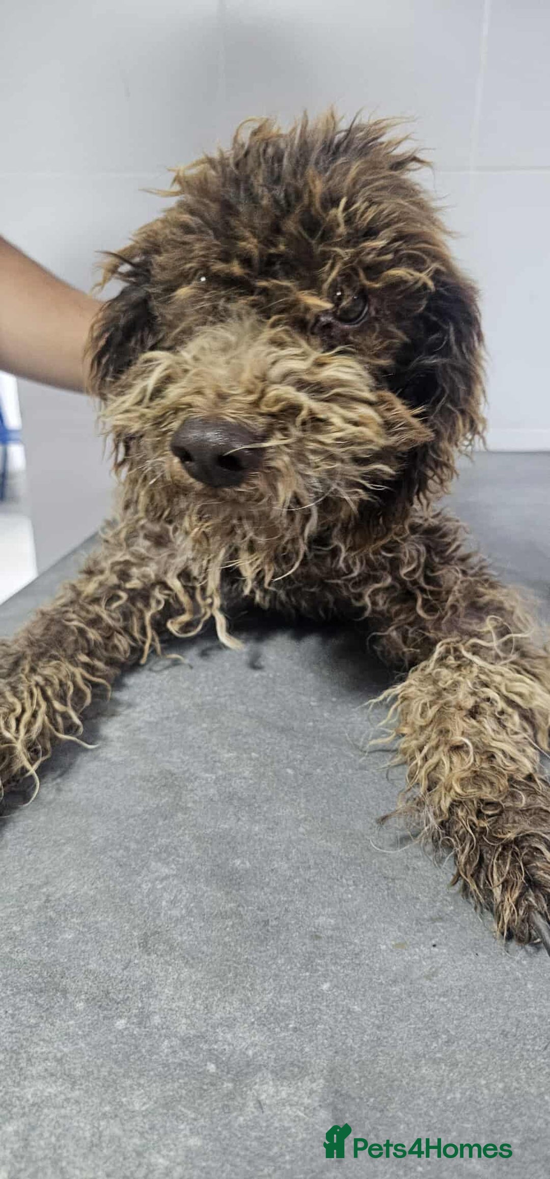 Lagotto Romagnolo dogs for adoption: Jack!  - Image 4