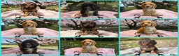 Cockapoo dogs for sale: READY NOW Beautiful DNA clear F1 cockapoos pups - Advert 2
