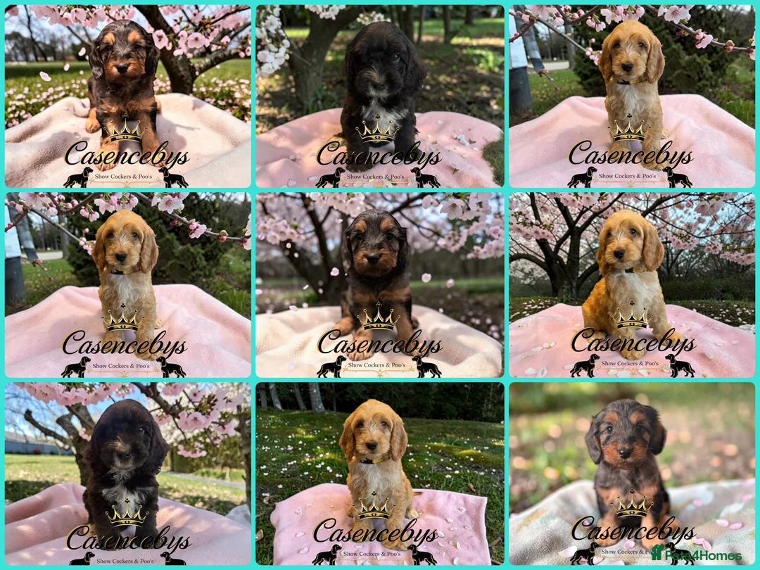 Cockapoo dogs for sale: READY NOW Beautiful DNA clear F1 cockapoos pups - Advert 2