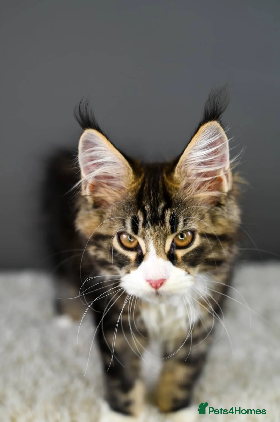 Maine Coon cats for sale: 3 Unique Kittens available - TICA registered  - Advert 30