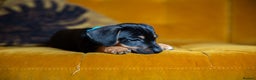 Mixed Breed dogs for sale: Daxijax/Jackshund/Dachshund/Jack - READY TO GO - Advert 28