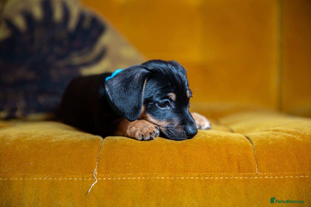 Mixed Breed dogs for sale: Daxijax/Jackshund/Dachshund/Jack - READY TO GO - Advert 28