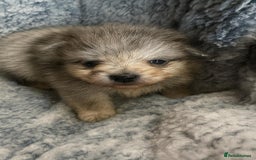 Pomeranian dogs for sale: Very adorable Pomeranian Puppies - Image 3
