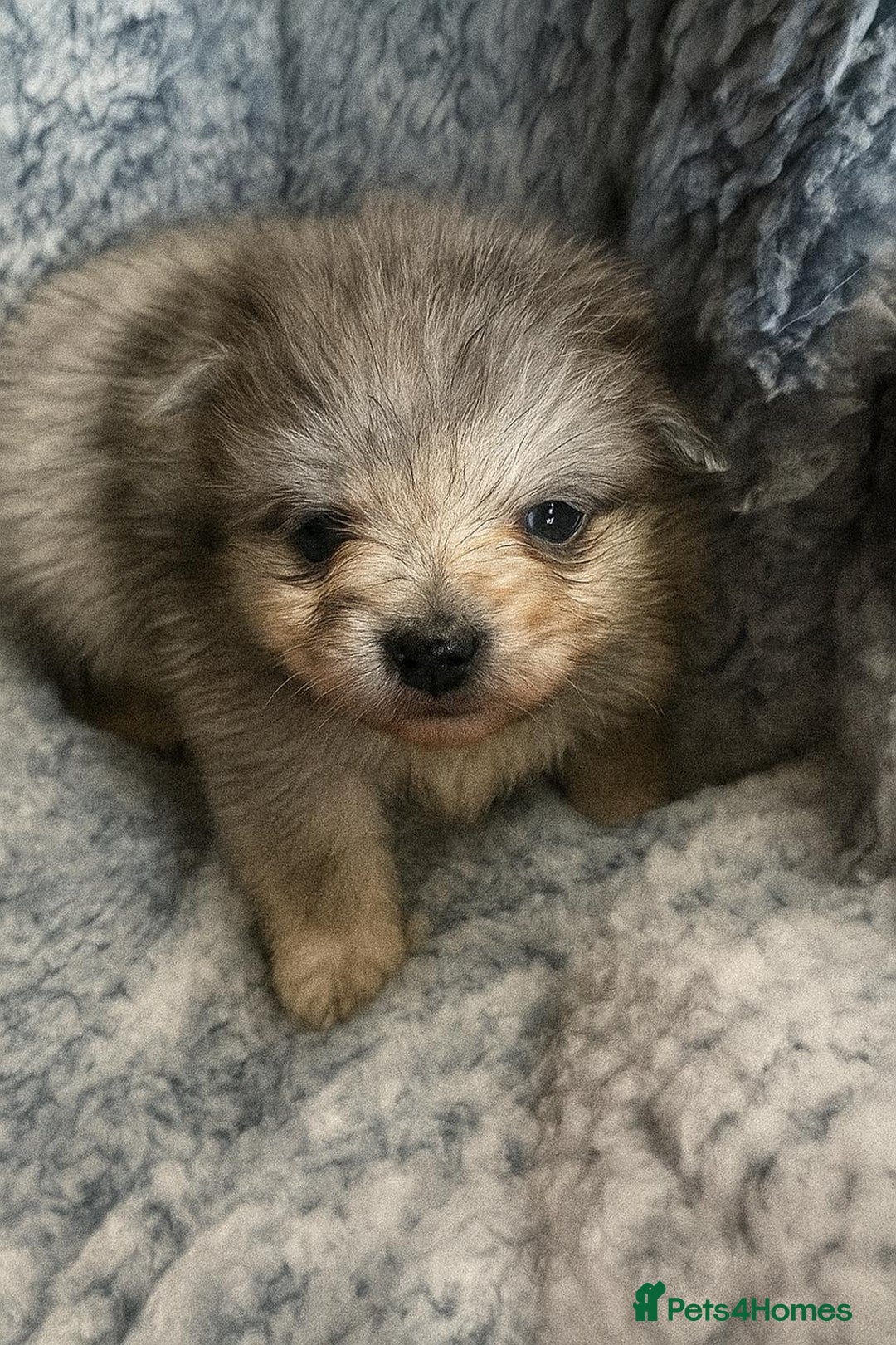 Pomeranian dogs for sale: Very adorable Pomeranian Puppies - Image 3