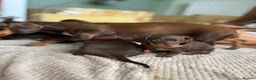 Miniature Dachshund dogs for sale: Beautiful Smooth Hair Miniature Dachshund - Advert 5