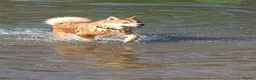 Mixed Breed dogs for sale: Chowsky in Horncastle - Advert 6