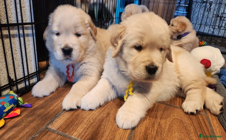 Golden Retriever dogs - Advert 1