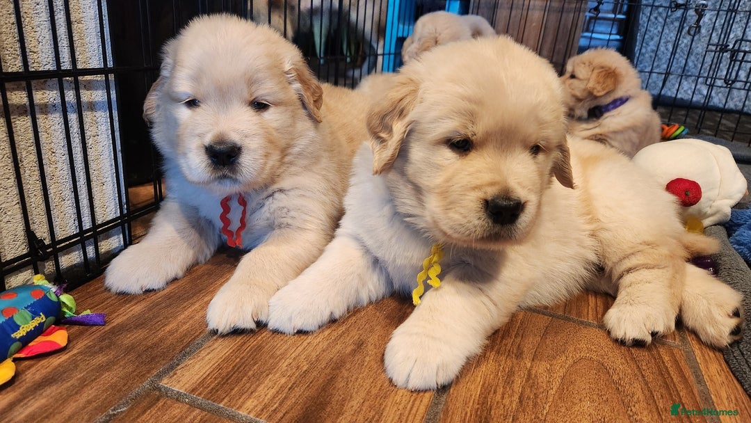Golden Retriever dogs for sale: Golden retriever pups 5 girls and 4 boy available - Image 1