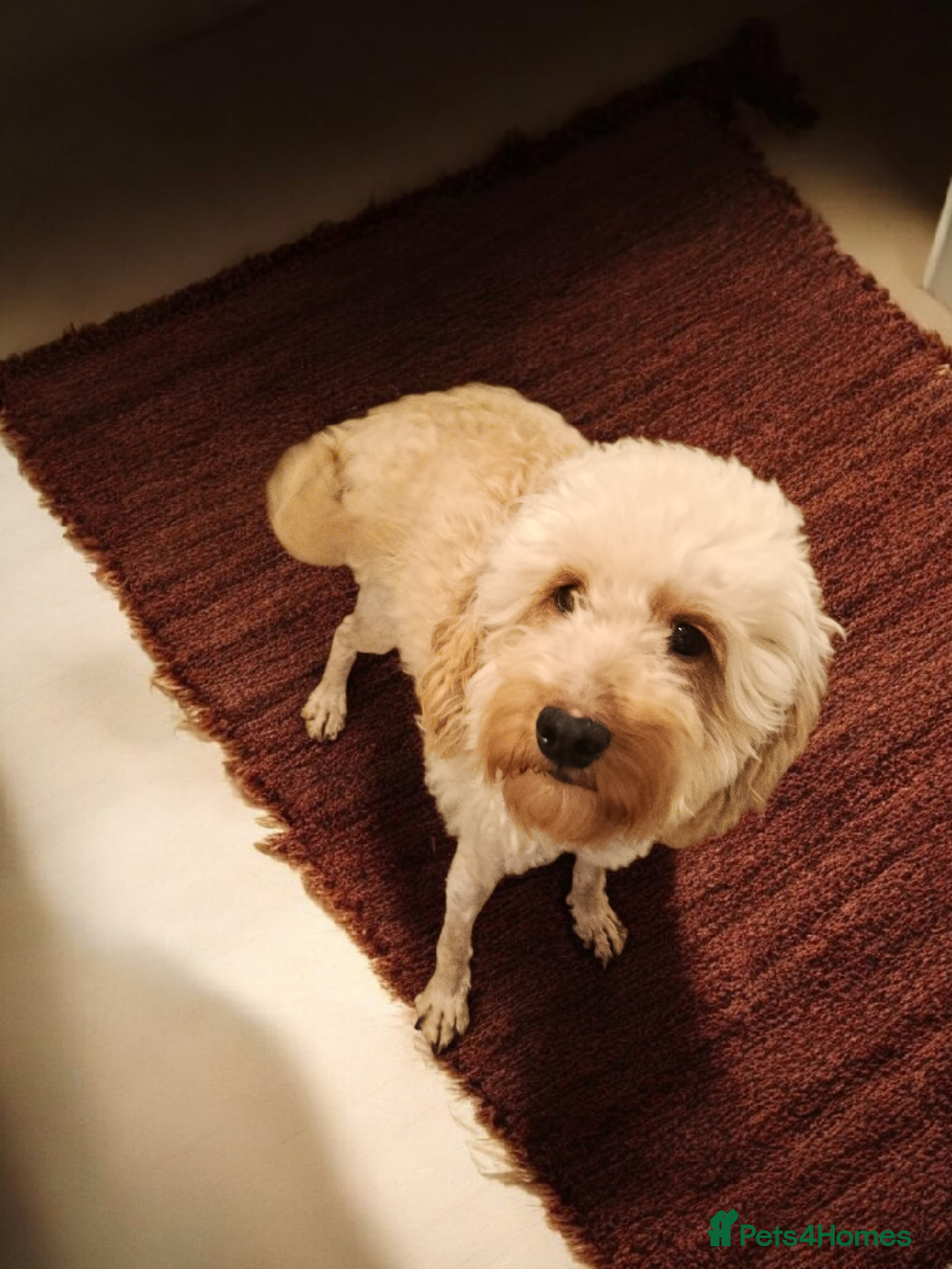 Cockapoo dogs for sale: F1b Cockapoos  - Advert 7