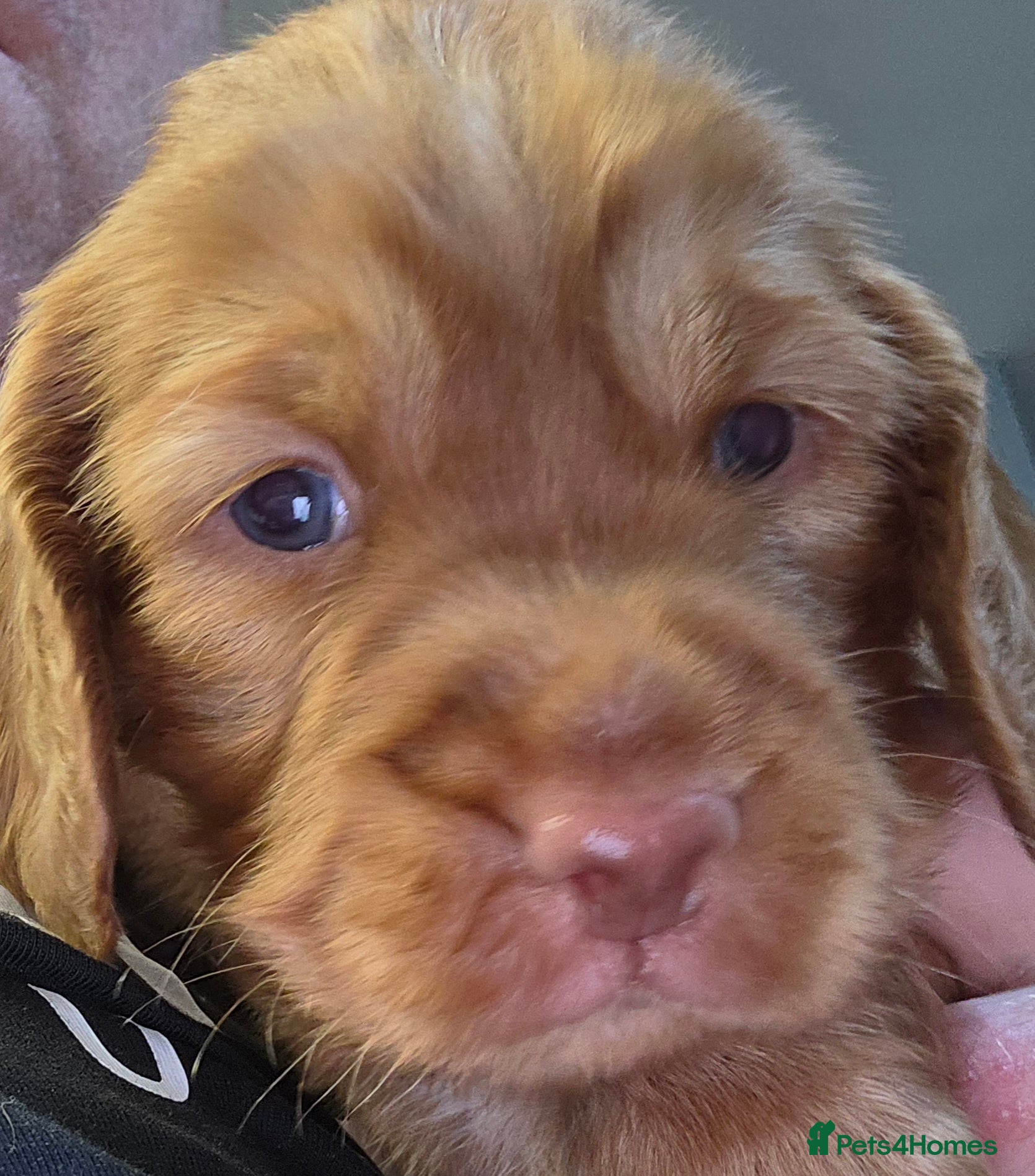 Cocker Spaniel dogs for sale: Cocker spaniel boy  in Shrewsbury - Advert 1