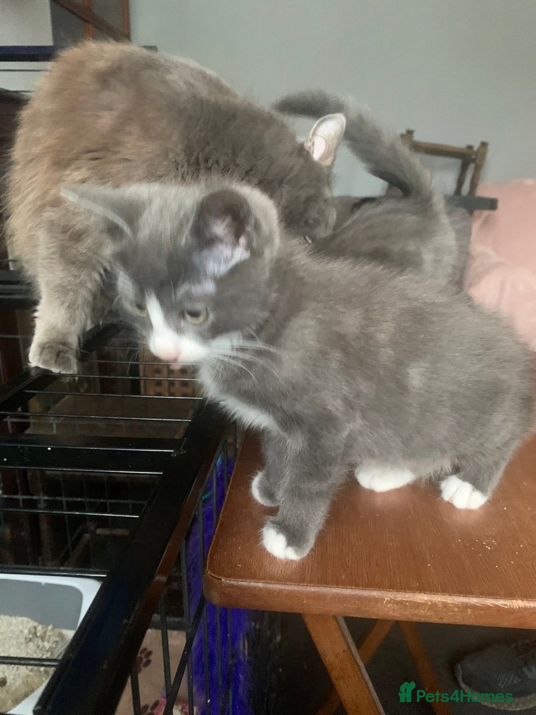 Mixed Breed cats for sale: Beautiful Blue Boys - Image 2