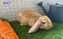 Mini Lop rabbits for sale: Mini lop baby bunnies - Ready now! - Image 4