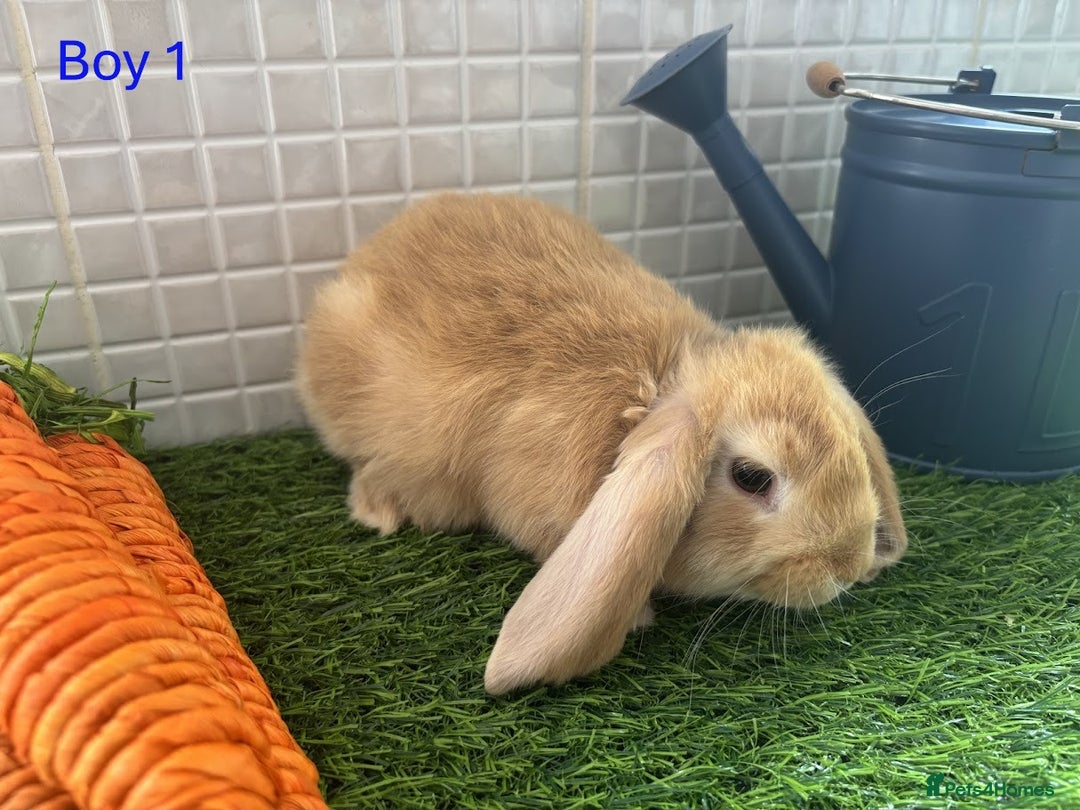 Mini Lop rabbits for sale: Mini lop baby bunnies - Ready now! - Image 4
