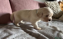 Golden Retriever dogs for sale: 3 beautiful Golden Retriever puppies  - Image 11