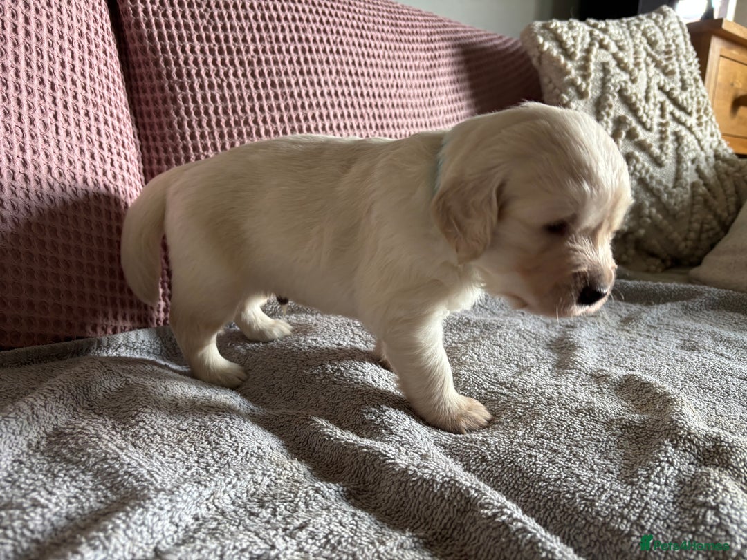 Golden Retriever dogs for sale: 3 beautiful Golden Retriever puppies  - Image 11