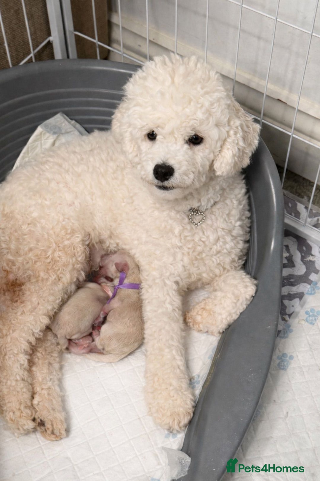 Maltipoo dogs for sale: True Mini Maltipoo F1 Puppies – Babyface Girls - Advert 2