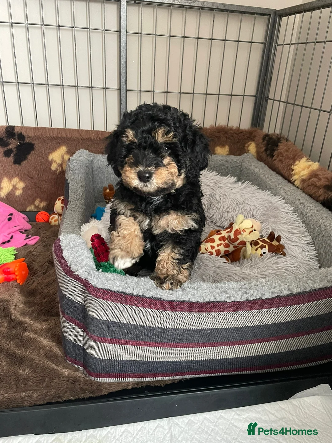 Toy Poodle dogs for stud: *STUD* Gorgeous KC Registered Toy Poodle in Manchester - Advert 15