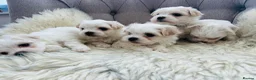 Maltese dogs for sale: Maltese puppies-small size !!!  - Advert 3