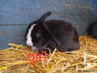 Mini Lop rabbits Mini lop babies - Advert 5