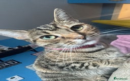 Mixed Breed cats for sale: Female cat for rehoming - Image 4