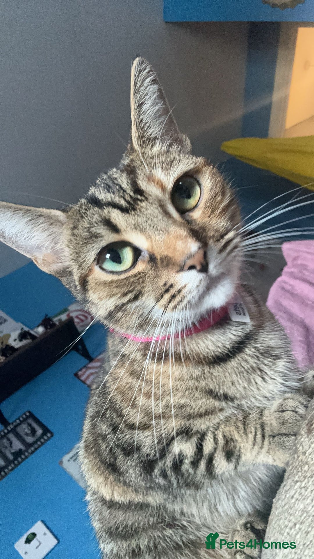 Mixed Breed cats for sale: Female cat for rehoming - Image 4