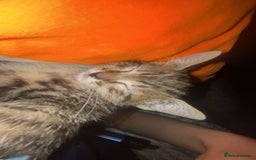 Bengal cats for sale: beautiful bengal kitten  - Image 26