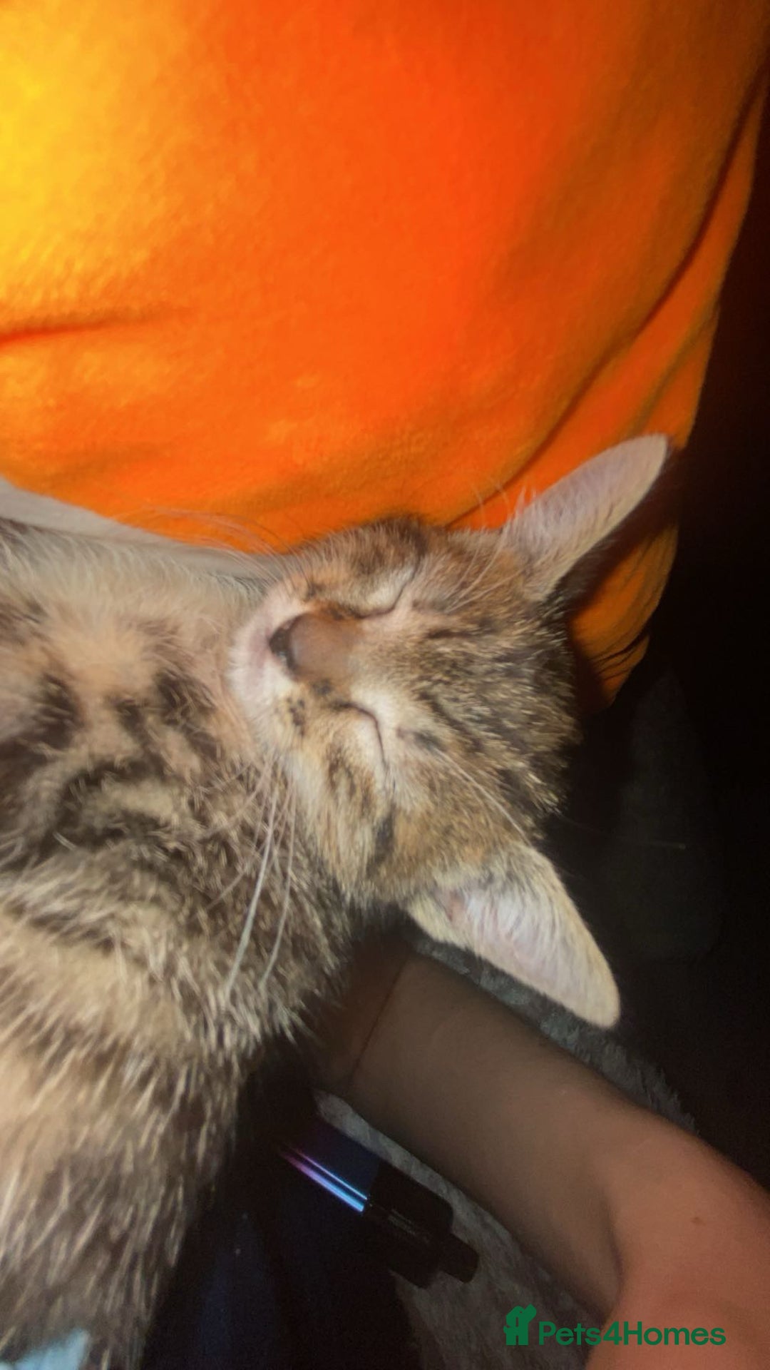 Bengal cats for sale: beautiful bengal kitten  - Image 26