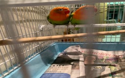 Lovebirds birds for sale: Breeding pair of love birds for sale - Image 3