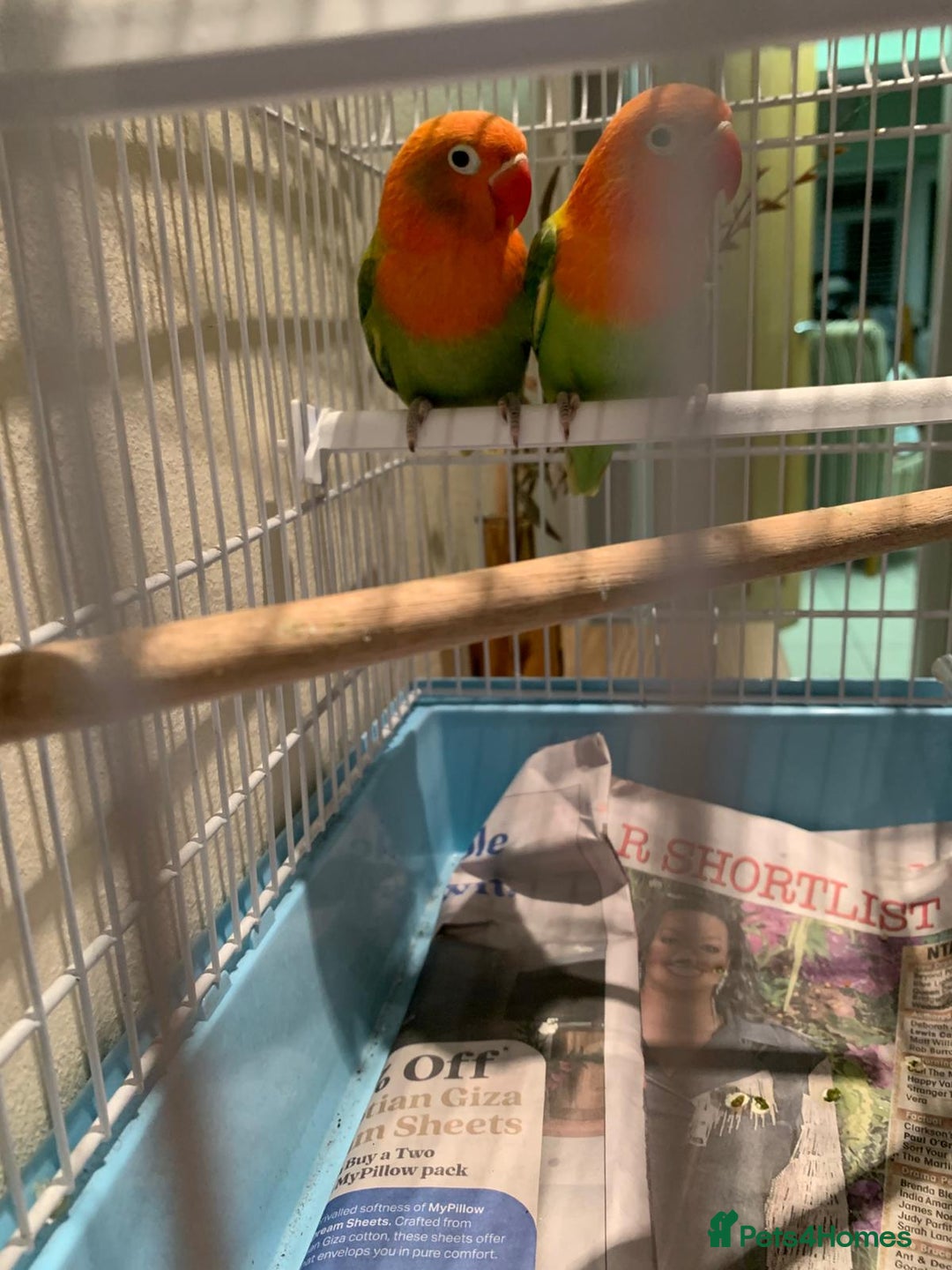 Lovebirds birds for sale: Breeding pair of love birds for sale - Image 3