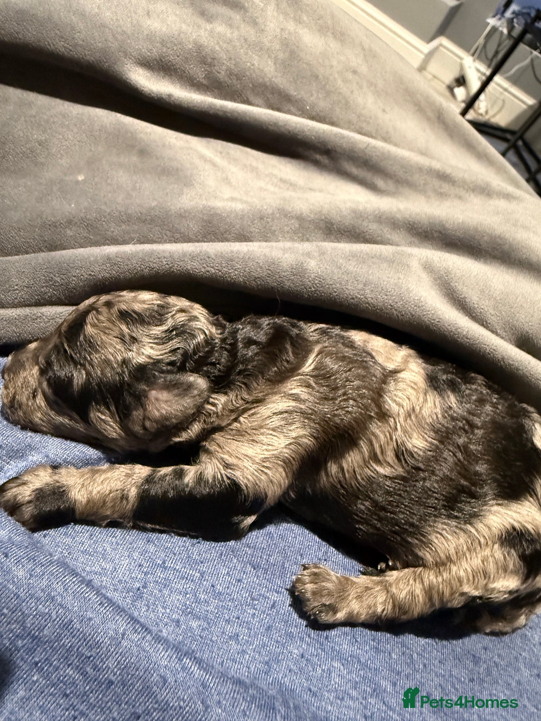 Labradoodle dogs for sale: F1bb labradoodle puppies black curly coat 🧬 clear - Image 18