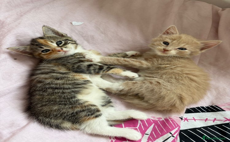 Mixed Breed cats - Advert 8