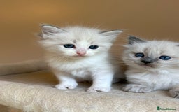Ragdoll cats for sale: 5 beautiful GCCF Ragdoll kittens - Image 17