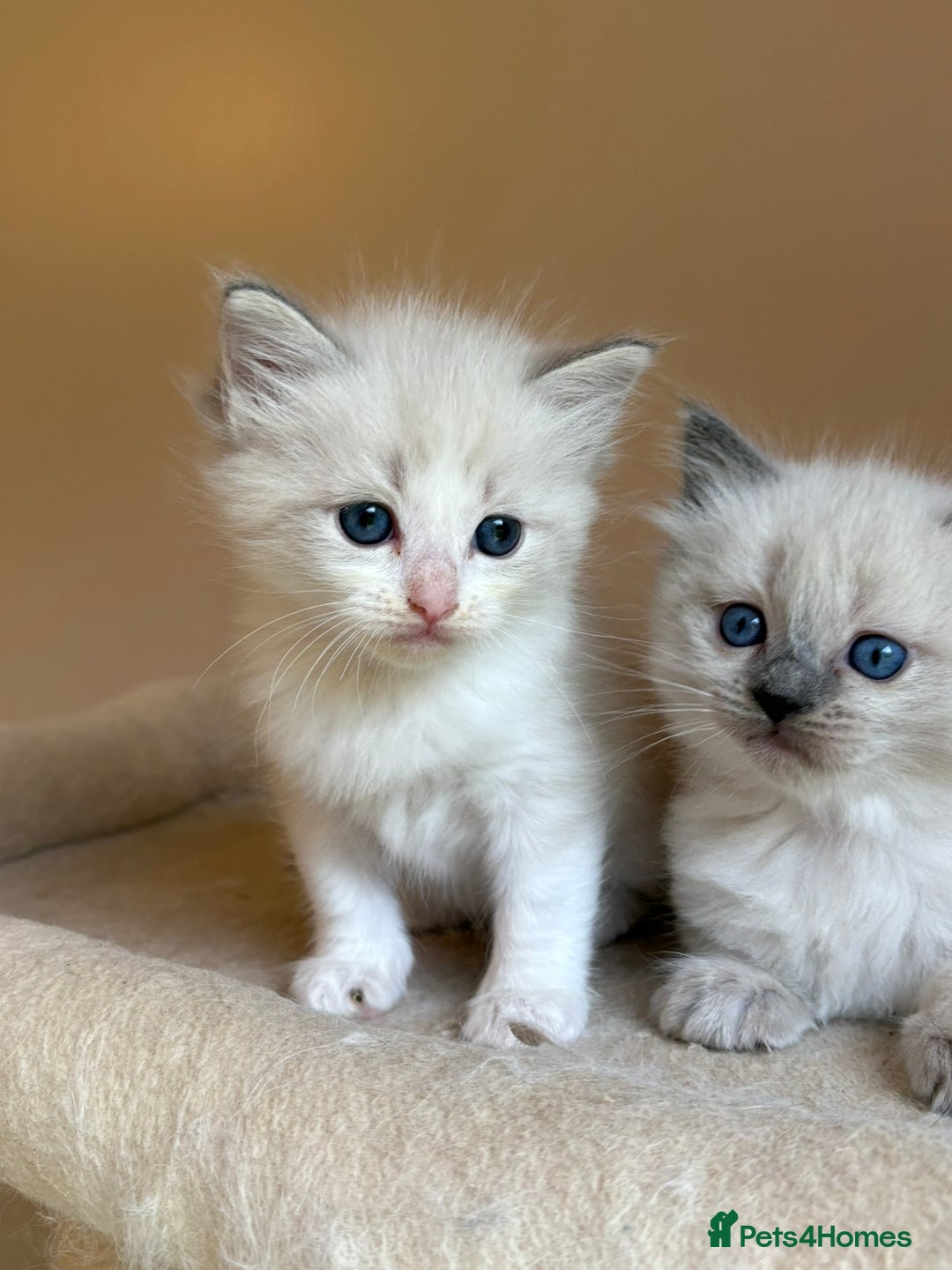 Ragdoll cats for sale: 5 beautiful GCCF Ragdoll kittens - Image 17