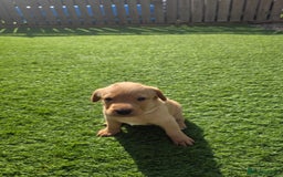 Labrador Retriever dogs for sale: KC Red Fox Labrador Pups - Image 5