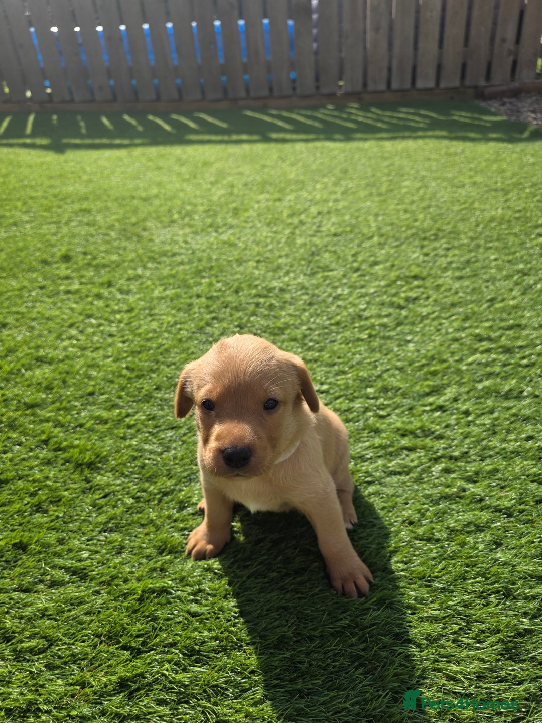 Labrador Retriever dogs for sale: KC Red Fox Labrador Pups - Image 5