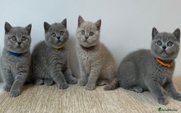 British Shorthair cats for sale: Charming GCCF British Shorthair Kittens 🐈‍⬛  - Image 6