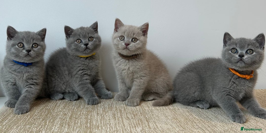 British Shorthair cats for sale: Charming GCCF British Shorthair Kittens 🐈‍⬛  - Image 6