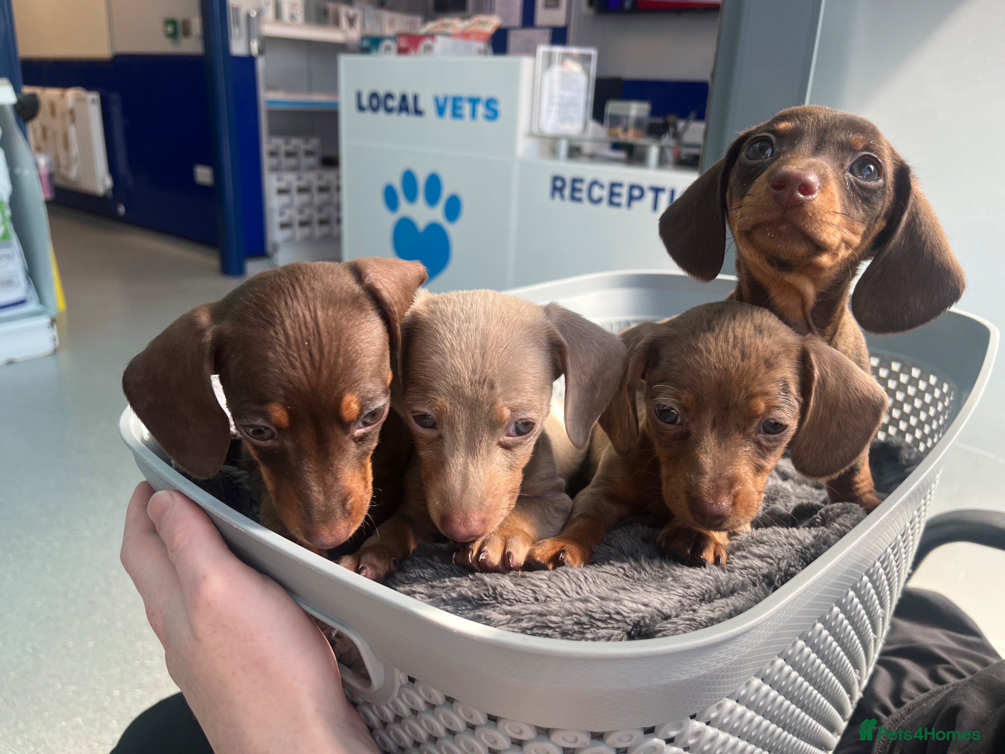 Miniature Dachshund dogs ❤️ Miniature Dachshunds ❤️ - Advert 14