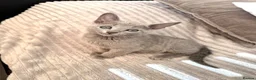 Russian Blue cats for sale: TICA Registered Russian Blue Kittens - Advert 11